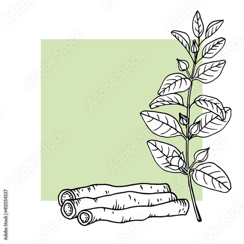 Ashwagandha (Withania somnifera). Ayurvedic healing plant. Hand drawn vector illustration in sketch style.