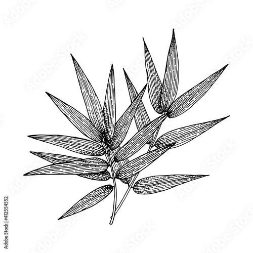 Bamboo stalk and leaves. Ink sketch. Vector hand drawn illustration.