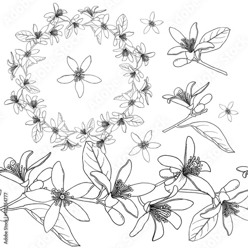 Citrus Flowers wreath. Sketch ink. Vintage style. Hand drawn vector illustration isolated on white background. © Natspace