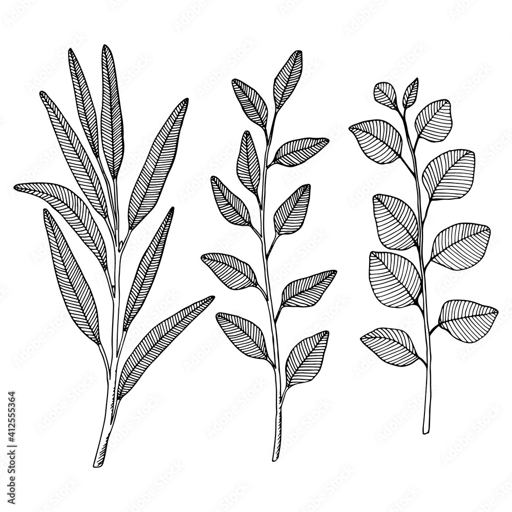 Fototapeta Eucalyptus branches with and leaves. Hand drawn vector illustration in sketch style.
