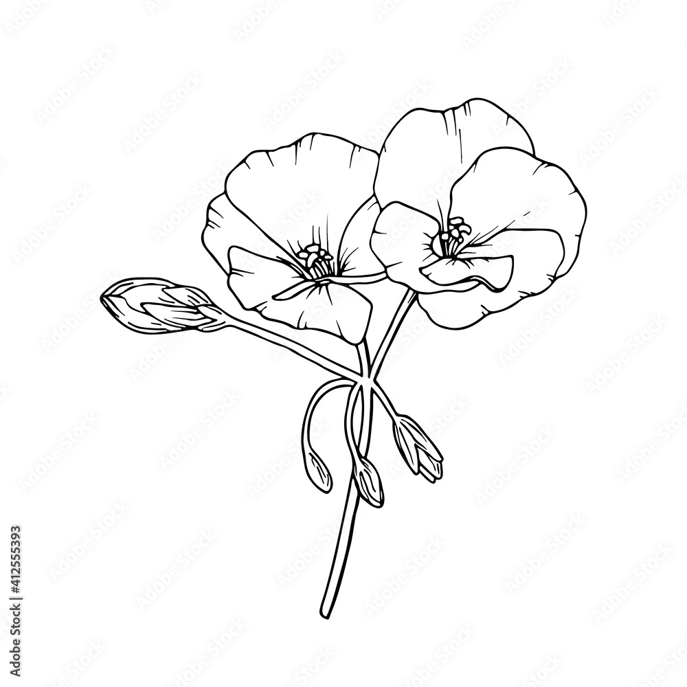 Geranium (pelargonium) flower. Floral sketch. Hand-drawn vector illustration, isolated on white.