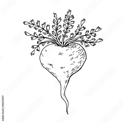 Maca root (Lepidium meyenii, Peruvian ginseng). Design elements for packaging. Hand drawing vector illustration.
