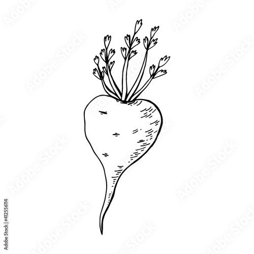 Maca root (Lepidium meyenii, Peruvian ginseng). Design elements for packaging. Hand drawing vector illustration.