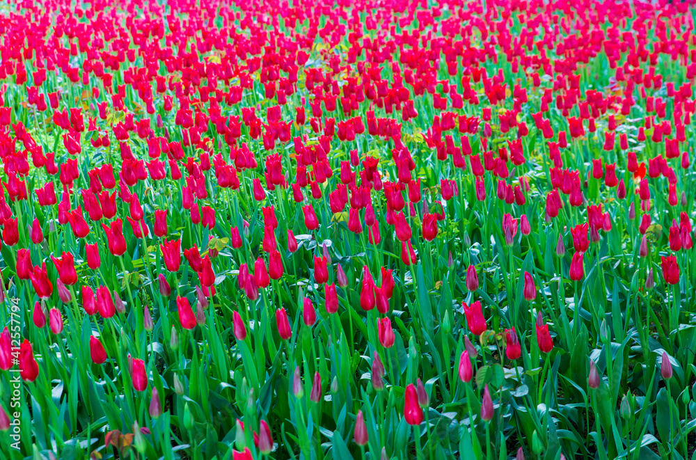 Background of red tulips field