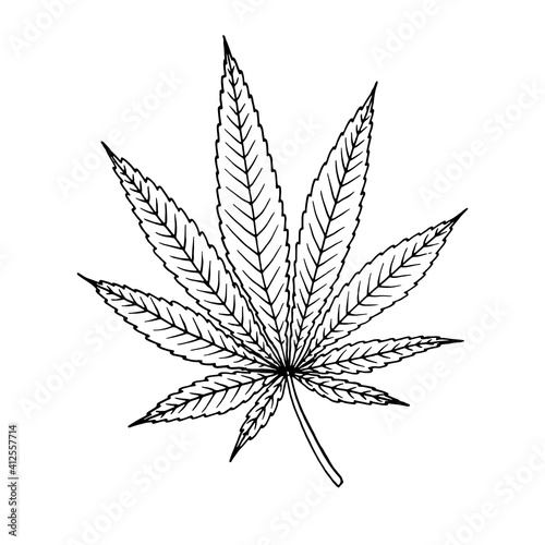 Cannabis (hemp or marijuana) medical plant. Branch with seeds. Hand drawn vector illustration in sketch style.