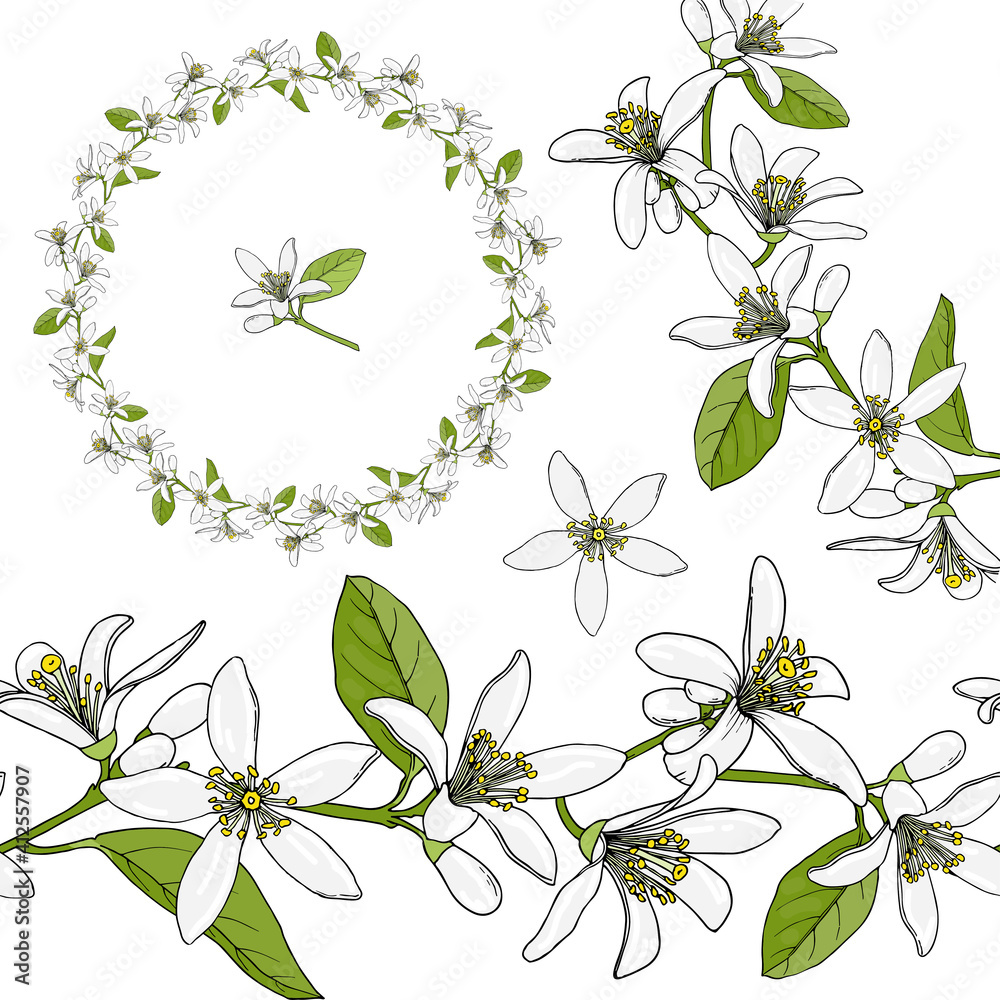 Citrus flowers wreath. Round floral garland with citrus flowers. Hand drawn color vector illustration isolated on white background.