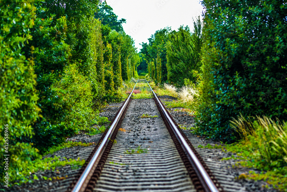 Railroad tracks running in a green tunnel. Railroad tracks running in a green tunnel.