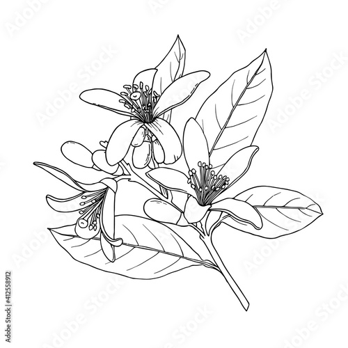 Citrus flowers branch. Neroli flowers. Ink sketch. Hand drawn vector illustration isolated on white background.