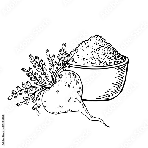Maca root (Lepidium meyenii, Peruvian ginseng). Design elements for packaging. Hand drawing vector illustration.