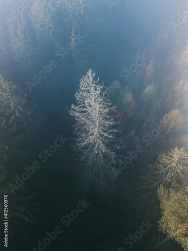 Autumn forest river landscape. Early morning