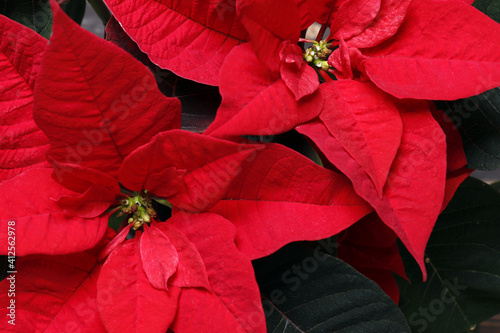 Poinsettia (Christmas flower) Close up