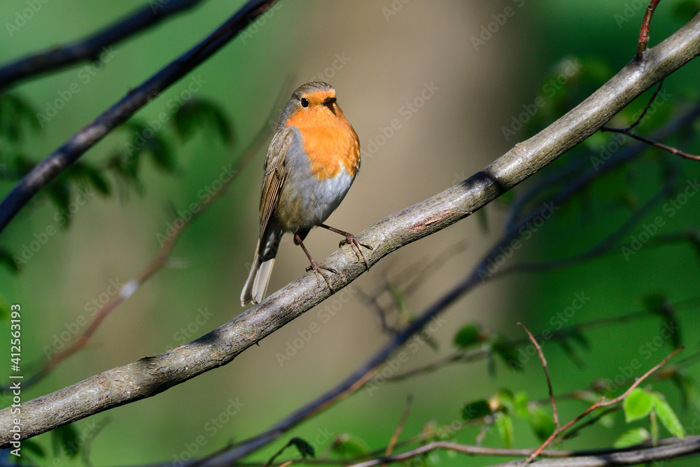 Rotkehlchen (Erithacus rubecula)	
