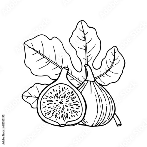 Fig fruit with leaf. Drawing in line sketch style. Hand drawn vector illustration.
