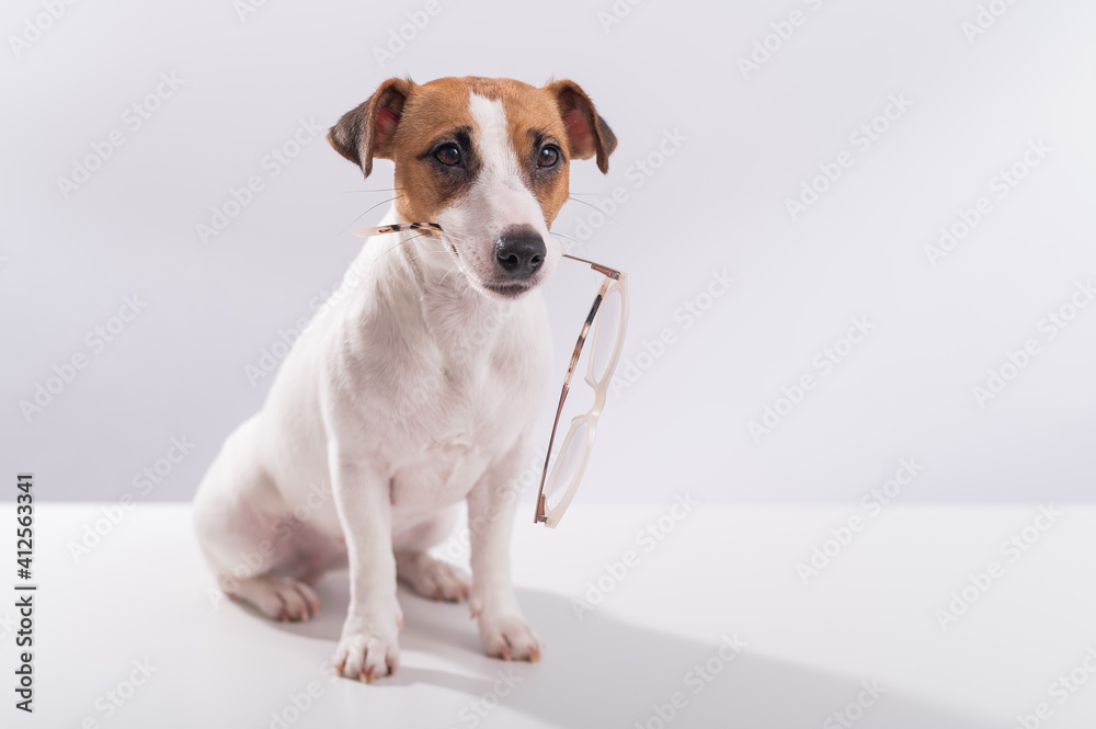 Dog jack russell terrier holds glasses in his mouth on a white background