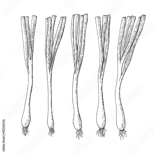 Green, spring onion sketch. Vegetables drawn by ink. Farm market product. Vector illustration.