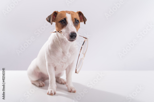 Dog jack russell terrier holds glasses in his mouth on a white background © Михаил Решетников
