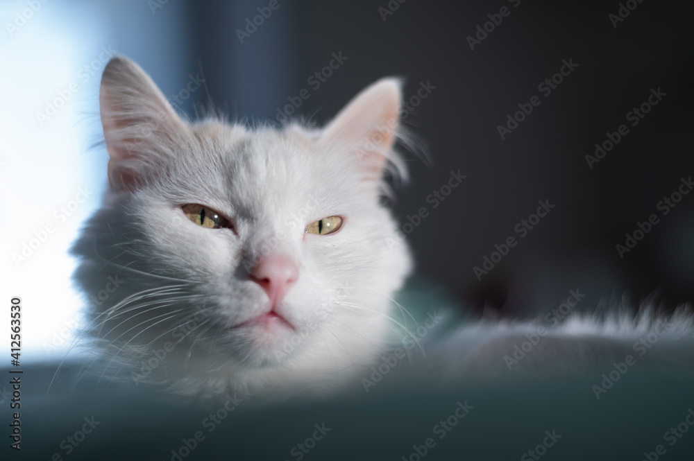 Portrait of a white fluffy cat on the bed Portrait of a white fluffy cat on the bed