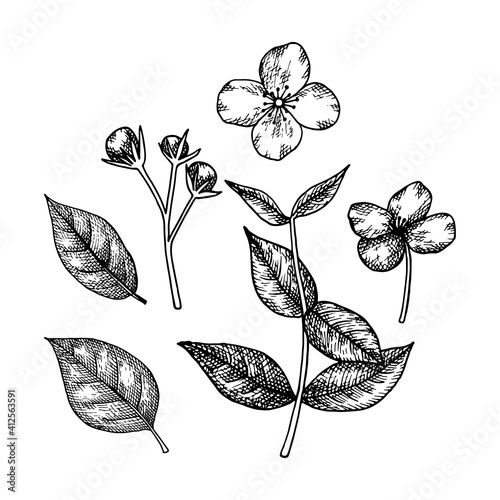 Jasmine branch with flowers, buds and leaves. Hand-drawn vector illustration in sketch style.