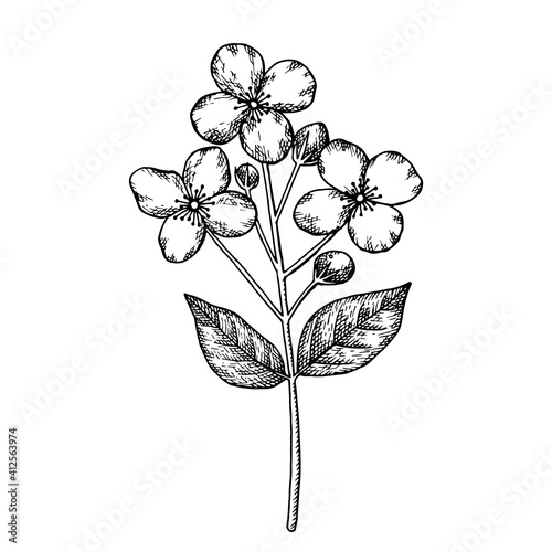 Jasmine branch with flowers, buds and leaves. Hand-drawn vector illustration in sketch style.