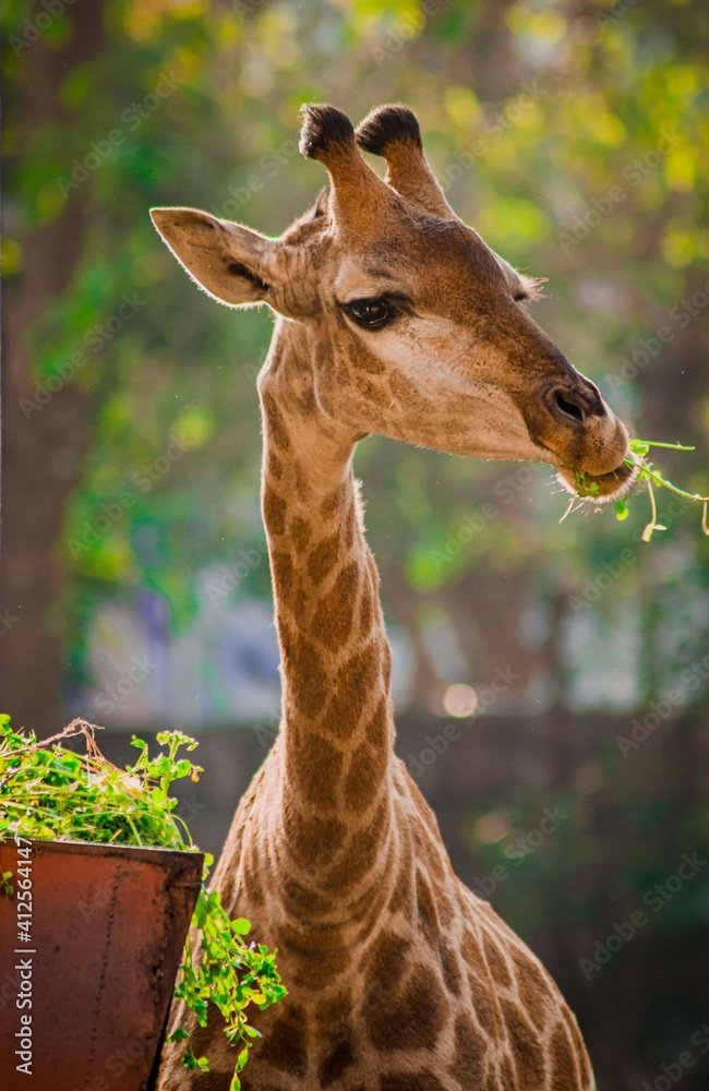 Obraz premium The Giraffe is an African even toed mammal and the tallest living terrestrial animal.