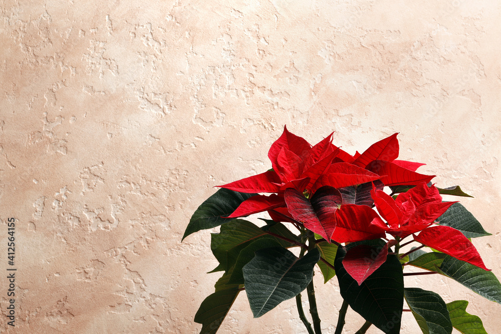 Poinsettia (Christmas flower) on a colored textural background with space for text. - obrazy, fototapety, plakaty 