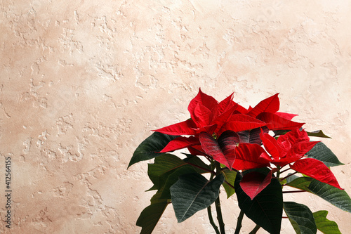 Poinsettia (Christmas flower) on a colored textural background with space for text.