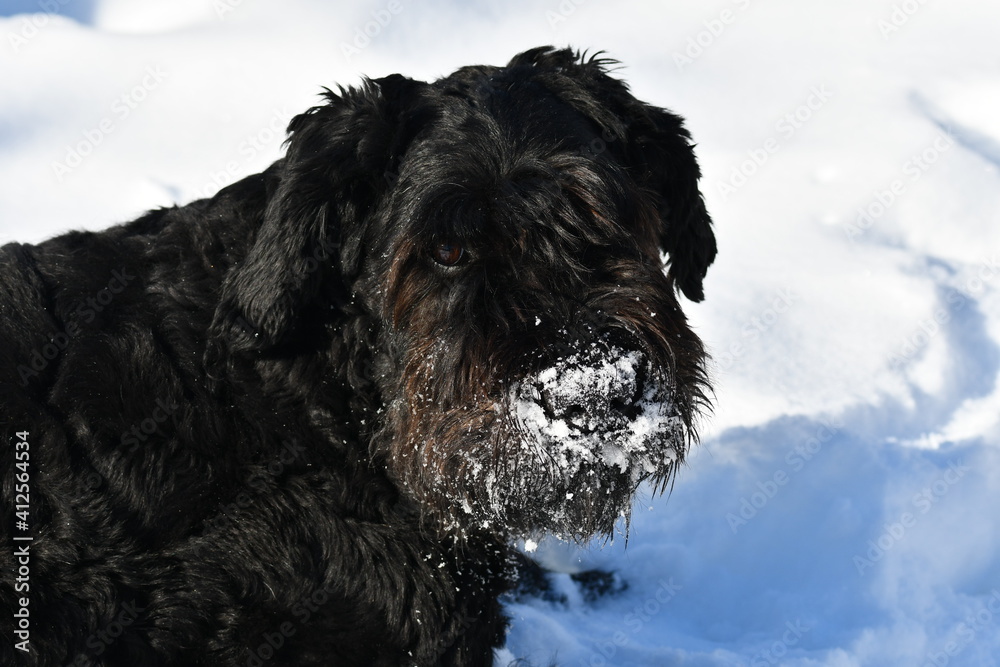 Bouvier Des Flanders dog portrait with a snow covered beard Bouvier Des Flanders dog portrait with a snow covered beard