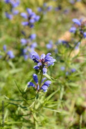 Blue Dragonhead photo