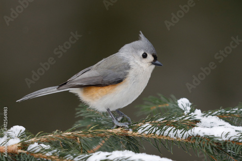 Tufted Titmouse perched on a spruce branch in winter - Grand Bend, Ontario, Canada