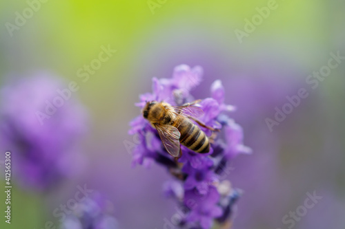 Biene auf Lavendelblüte © Siebenlicht