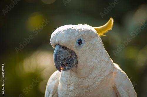 Sulfur Crested Cockatoo is a large white cockatoo with white plumage, white skin, grey feet, a black bill & a retractile yellow crest photo