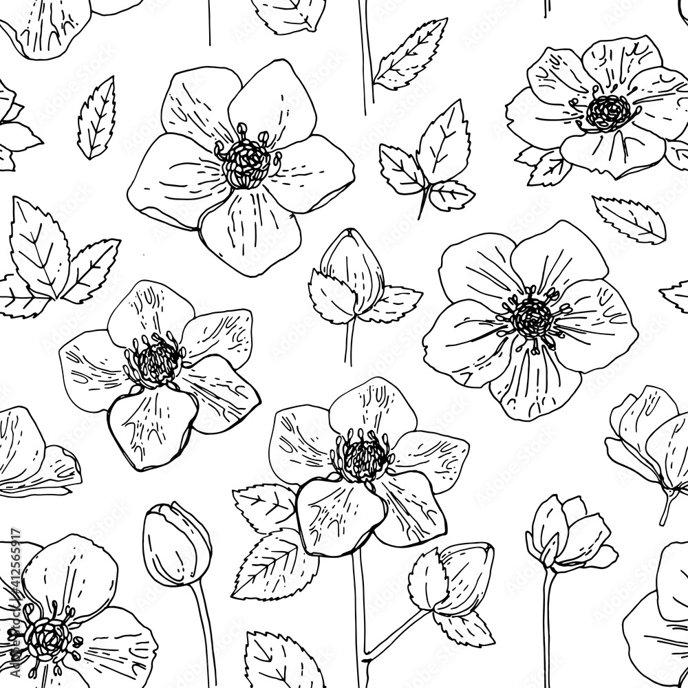 Pattern Flowers vector line drawing. Hellebore drawn by a black line on a white background. Pattern Flowers vector line drawing. Hellebore drawn by a black line on a white background.