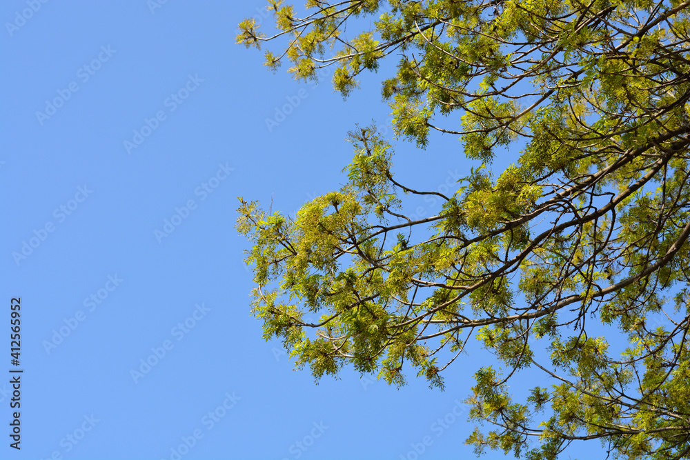 Common ash Common ash