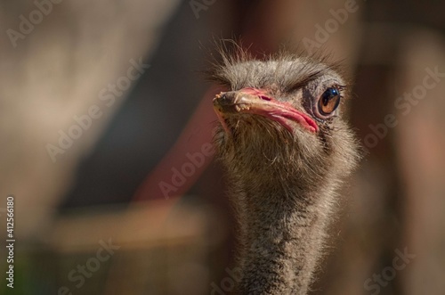 Ostrich! Ostriches are large, flightless birds that have long legs and a long neck that protrudes from a round body Fototapeta