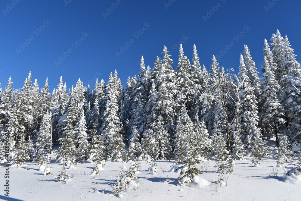 
Snowy spruce trees under a blue sky