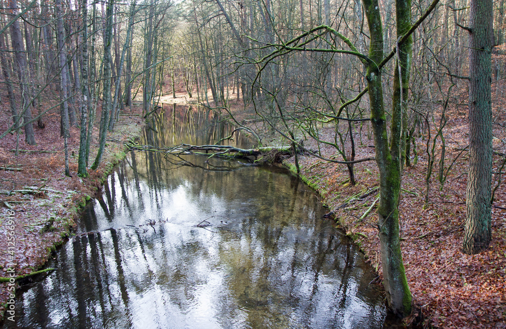 A stream in a forest in winter