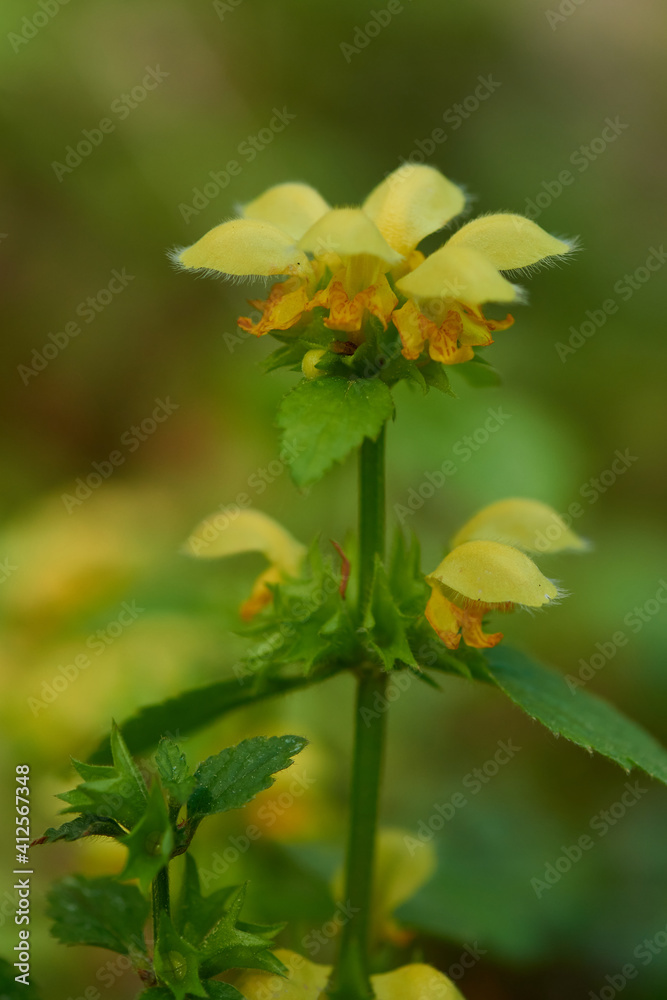 Gewöhnliche Goldnessel (Lamium galeobdolon )
Gewöhnliche Goldnessel (Lamium galeobdolon )