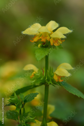 Gewöhnliche Goldnessel (Lamium galeobdolon )	
