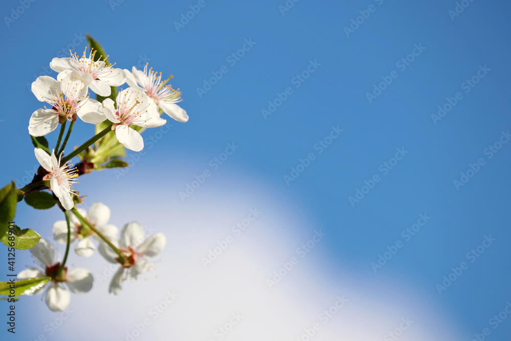 Cherry blossom in spring on background of blue sky and white cloud. Fresh flowers on a branch in a garden, soft colors Cherry blossom in spring on background of blue sky and white cloud. Fresh flowers on a branch in a garden, soft colors