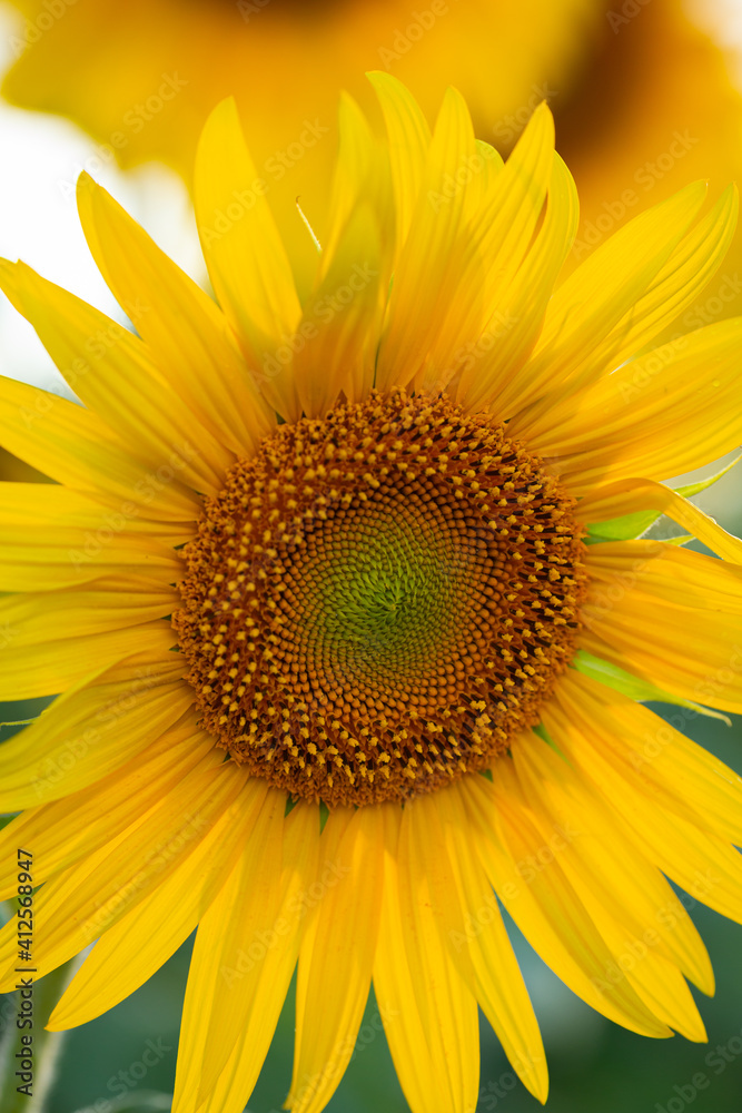 Close up of sunlower blossom, summer concept Close up of sunlower blossom, summer concept