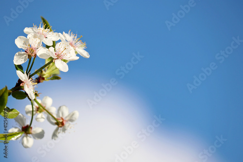 Cherry blossom in spring on background of blue sky and white cloud. Fresh flowers on a branch in a garden, soft colors