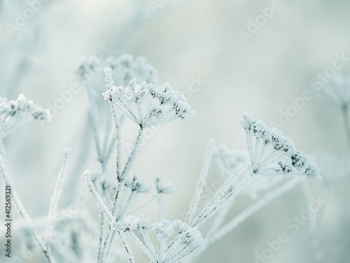 delicate openwork flowers in the frost. Gently lilac frosty natural winter background. Beautiful winter morning in the fresh air. Soft focus.  © Ann Stryzhekin