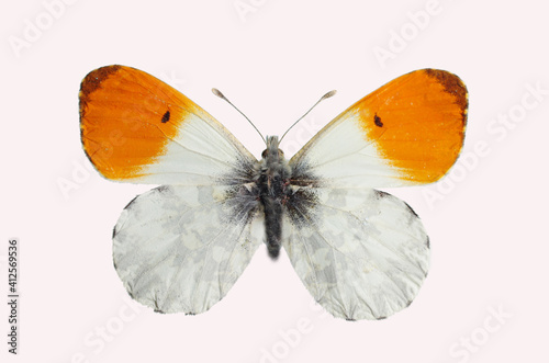 Orange-tip. (Anthocharis cardamines) Butterfly from the family of whiteflies Pieridae. Isolated on white background. photo
