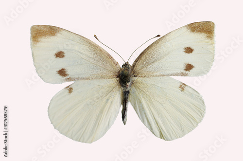 Large White (Pieris brassicae) Butterfly from the family of whiteflies Pieridae. Isolated on white background.