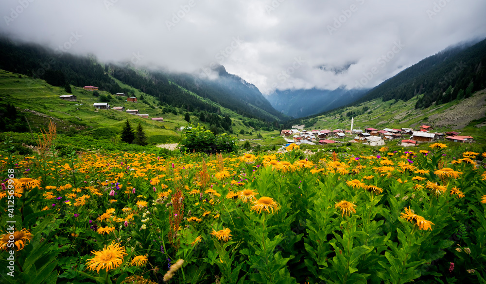 Turkey, Rize, Elevit plateau, green plateau, flowers, foggy 
mountain village, yellow flowers 