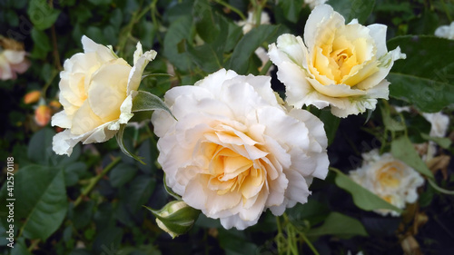 Rose with apricot blend color named Marjorie Marshall from English Legend Roses collection