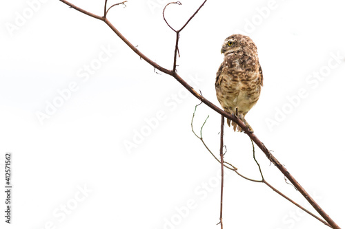Burrowing owl perched on tree branch, looking to the side, with white background