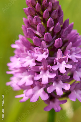 Anacamptis pyramidalis