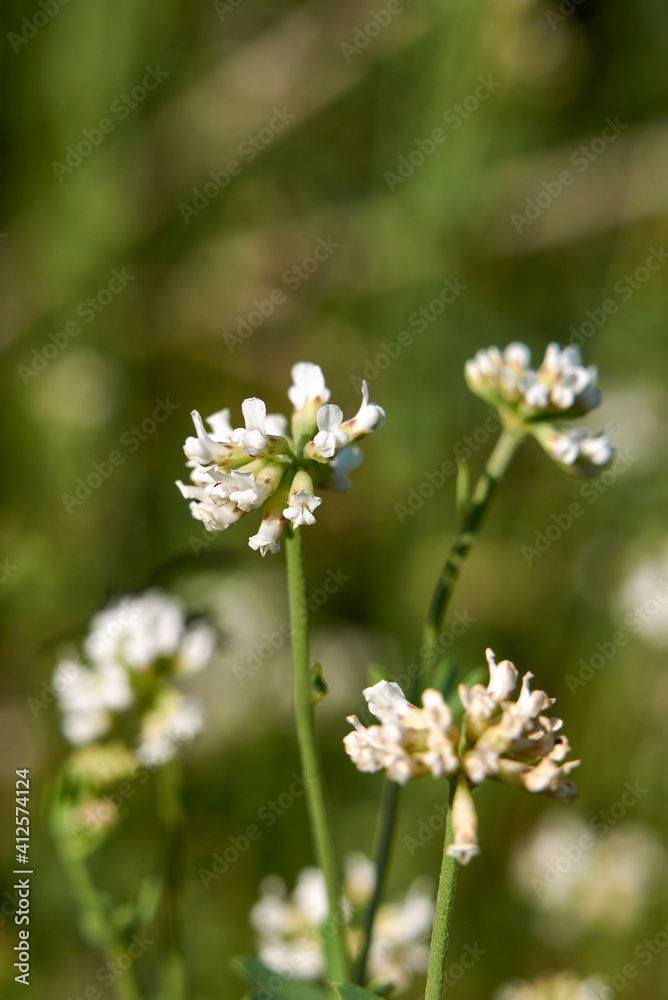 Dorycnium pentaphyllum Dorycnium pentaphyllum