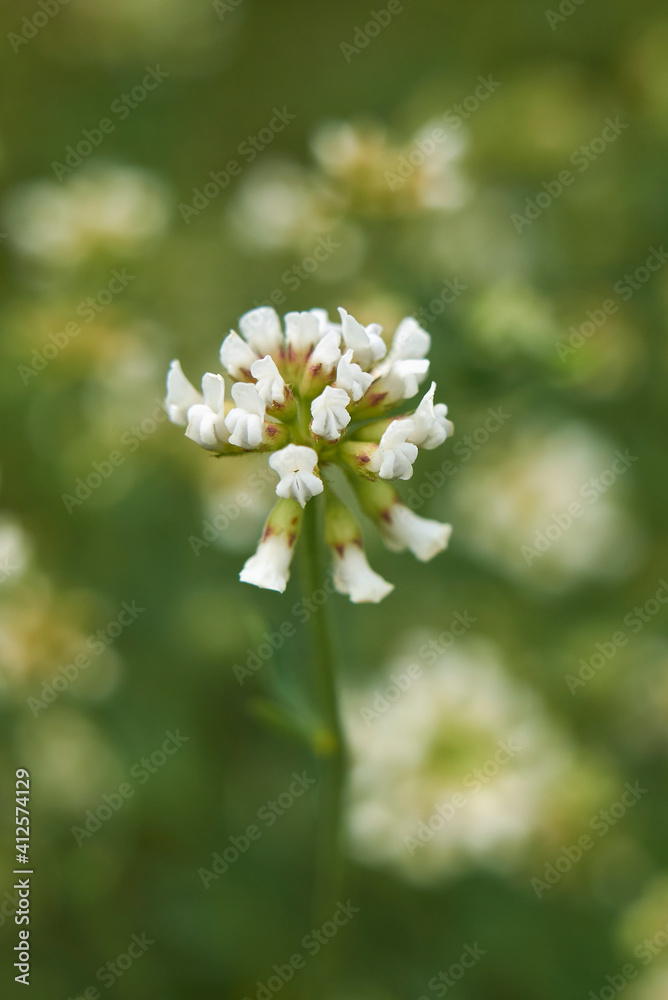 Dorycnium pentaphyllum Dorycnium pentaphyllum